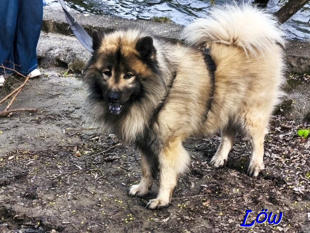 20.4.2025 - Dwix der Wasserhund